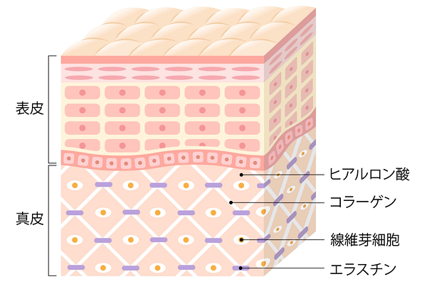 肌断面図